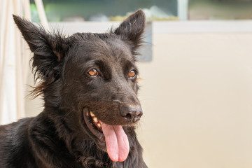 Black gray dog mutt is suffering from the heat on the street in the city. He stuck his tongue out from the heat. head close-up,