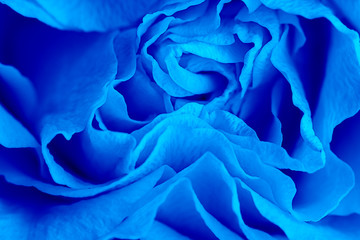 Close up view of a beautiful rose with abstract curves of petals. Macro. Fresh beautiful flower as expression of love and respect for postcard and wallpaper. Classic, blue monochrome, trend 2020