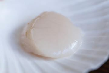 Franch Scallops Macro