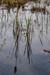 Weed Reflection