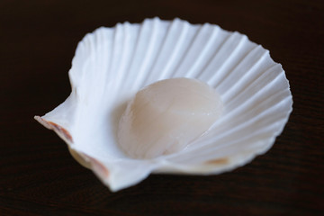 Franch Scallops Macro