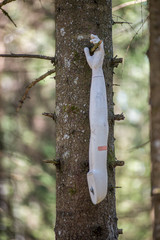 human hand hanging on the tree branch