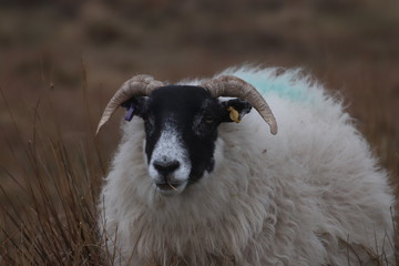Obraz premium portrait of a sheep