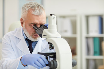Naklejka na ściany i meble Serious mature scientist with grey hair looking through the microscope while working in the laboratory