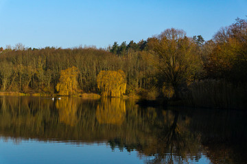 Wundervolle Herbstimmung mit Spiegelung im Teich und blauen Himmel in der Grube Fernie in Linden / Hessen