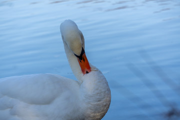 Schwan putzt sich mit seinem Schnabel am Hals fürs Fest