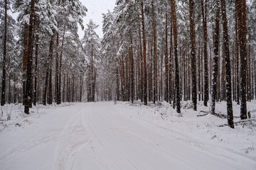 forest in snowy day in winter trees covered in snow