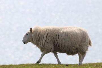 sheep