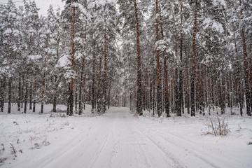 forest in snowy day in winter trees covered in snow
