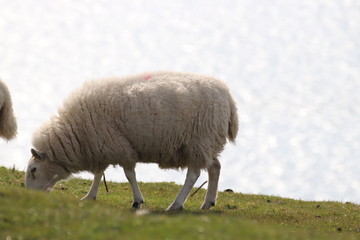 sheep