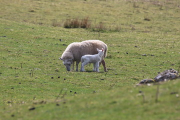 sheep and lamb