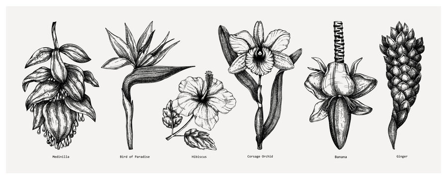  Tropical flowers sketches collection. Vector illustrations of exotic flowering plants - Medinilla, bird of paradise, hibiscus, orchid, ginger, banana flowers. Hand drawn floral design elements.