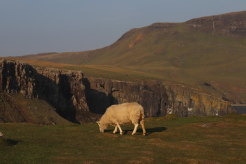 Fototapeta premium sheep in mountains