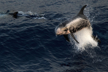 Obraz premium dolphin, water, sea, ocean, blue, animal, nature, mammal, wildlife, marine, fish, wild, aquatic, life, swimming, dolphins, swim, pool, underwater, fun, aquarium, summer, travel, fin, jump, flipper, sp