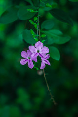 violet flowers in the garden, flowering day