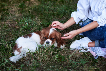 Close-up picture of small white and brown dog, lying on green grass, playing with his owner. Cavalier king charles spaniel training in park in summer.