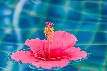Selective focus closeup shot of a pink Hawaiian Hibiscus on a blue background