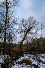 half frozen river in late autumn with trees with no leaves