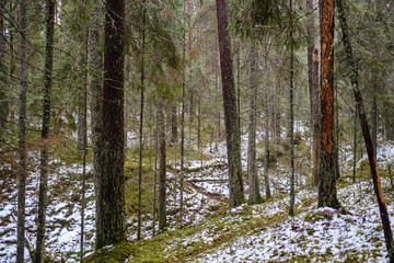 Fototapeta premium moss covered pine and spruce treeforest in winter with some earlie snow