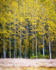 Aspen Forest in Fall