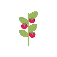 farm tomatoes plant harvest agriculture isometric icon