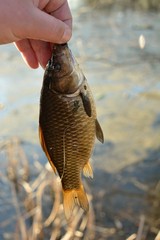 Summer fishing for carp on the lake