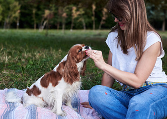 Close-up portrait of dog owner with small Cavalier king charles spaniel, training in park in...