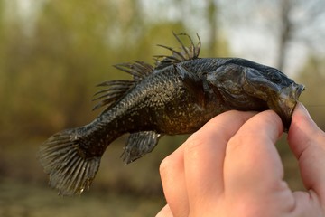 Summer fishing on the lake, Perccottus glenii
