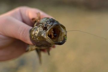 Summer fishing on the lake, Perccottus glenii