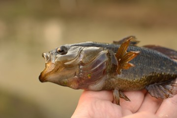 Summer fishing on the lake, Perccottus glenii