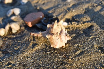 sea shell on the beach