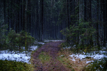 dark forest road in winter with partial snow and green moss