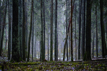 moss covered pine and spruce treeforest in winter with some earlie snow