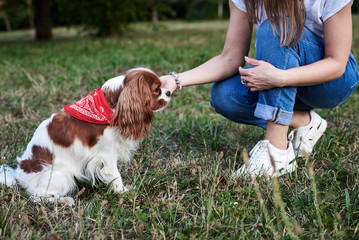 Young blond woman, kneeling down, holding her dog's paw in park in summer. Dog owner training her Cavalier king charles spaniel.