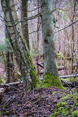 moss covered pine and spruce treeforest in winter with some earlie snow