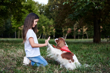 Small brunette girl with Cavalier king charles spaniel, training in park in summer. Girl, wearing...