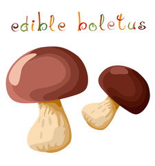 Two edible boletus.