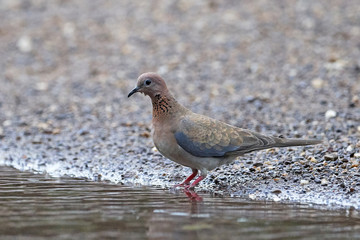 Laughing dove (Spilopelia senegalensis)