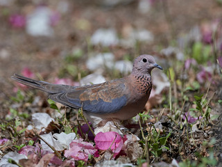 Laughing dove (Spilopelia senegalensis)