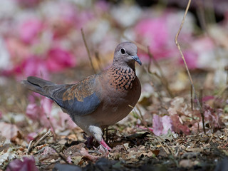 Laughing dove (Spilopelia senegalensis)