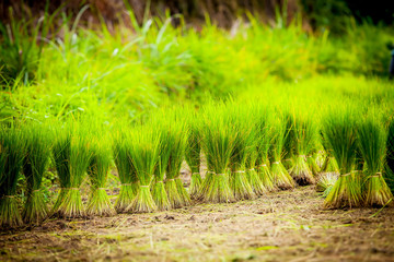 Fototapeta premium Rice terraces Pa bong pieng Chiangmai Thailand