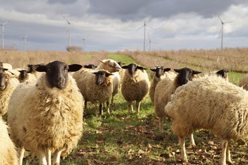 Obraz premium sheep weed control. Grazing Animals as Weed Control Agents. Grazing Sheep Herd in plantation of aronia shrubs and wind turbines background. Aronia chokeberries growing. Agricultural Marketing pictures