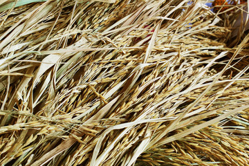 Golden ears of rice harvested