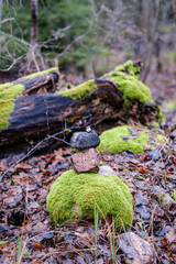 old broken tree trunk stump covered with moss in wet forest