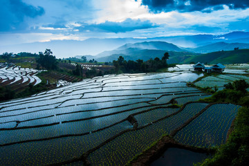 Rice terraces Pa bong pieng Chiangmai Thailand