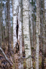 Fototapeta premium old broken tree trunk stump covered with moss in wet forest