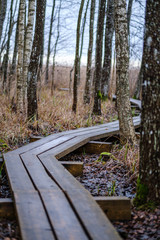 dark forest road in winter with partial snow and green moss