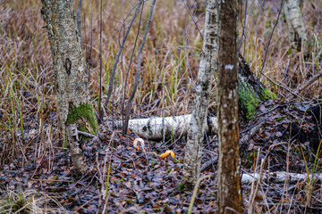 old broken tree trunk stump covered with moss in wet forest