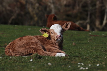 lamb