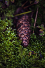 Close up of pine cone lying on green moss. Seasonal photo in the forest.